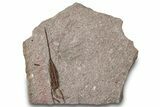Fossil Eocrinoid (Ascocystites) - El Kaid Rami, Morocco #305146-1